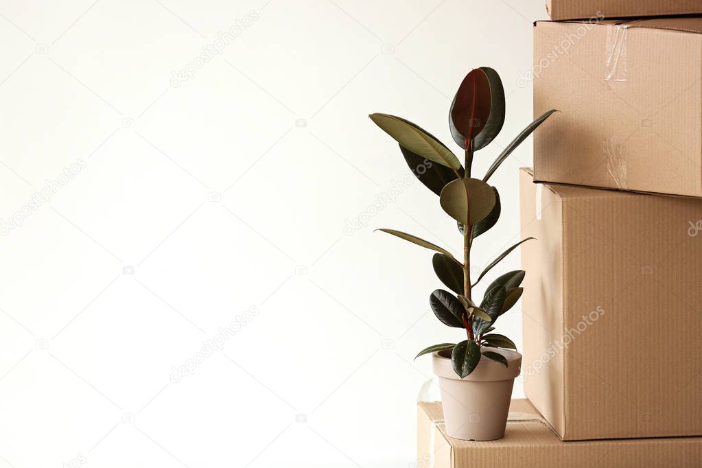 Moving boxes with plant on white background