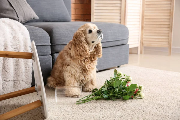Непослушная собака и уронил вазу с цветами на ковер — стоковое фото