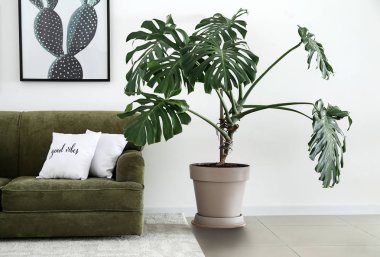 Rahat kanepe ve houseplant ile modern odanın iç