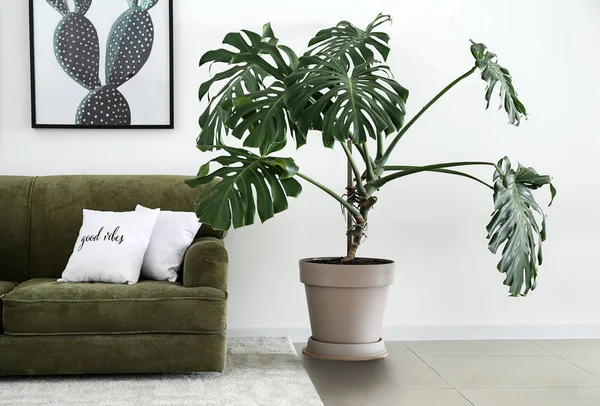 Intérieur de la chambre moderne avec canapé confortable et plante d'intérieur — Photo