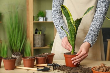 Bitki tahta masada tencerede belirleyen kadın