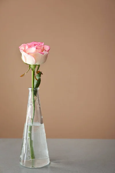 Vase with beautiful flower on table — Stock Photo, Image