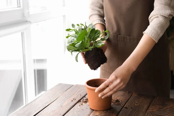 Woman setting out plant in pot on wooden table — Stock Photo, Image