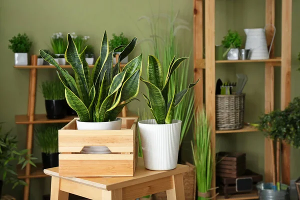 Plantas verdes en la mesa en la habitación — Foto de Stock