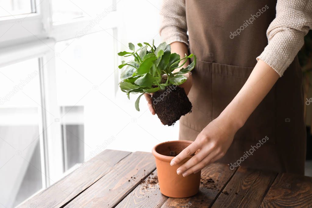 Woman setting out plant in pot on wooden table