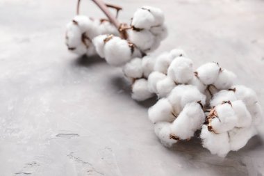 gri zemin üzerine Pamuk çiçek