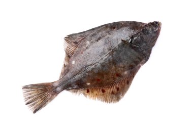 Beyaz arka plan üzerinde taze yassı balıklar