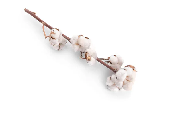 Cotton flowers on white background — Stock Photo, Image
