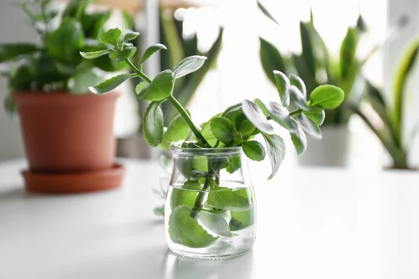Branches of green plant in jar with water on table — Stock Photo, Image