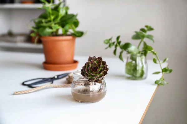 Succulent in jar with water on table — Stock Photo, Image