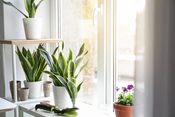 Green plants in pots near window at home — Stock Photo, Image