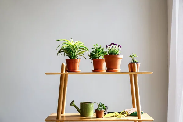 Cremalheira com plantas frescas e ferramentas de jardinagem no quarto — Fotografia de Stock