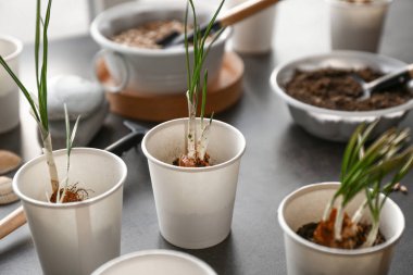 Masada taze bitkiler ile tencere