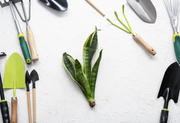 Ferramentas de jardinagem diferentes com planta fresca no fundo branco — Fotografia de Stock