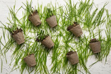 Beyaz arka planda yeşil çim ile tencere