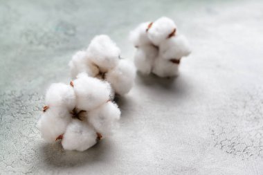 Açık renkli pamuk çiçekler