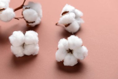 Renkli arkaplanda pamuk çiçekleri