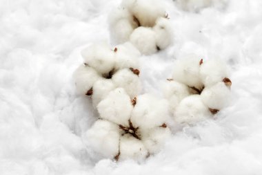 Açık renkli pamuk çiçekler