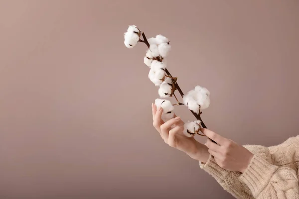 Female hands holding cotton flowers on color background — Stock Photo, Image
