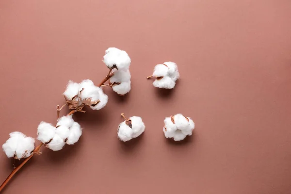 Cotton flowers on color background — Stock Photo, Image