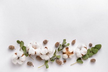 Beyaz arka planda Okaliptüs yaprakları ile pamuk çiçekler