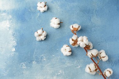 Renkli arkaplanda pamuk çiçekleri