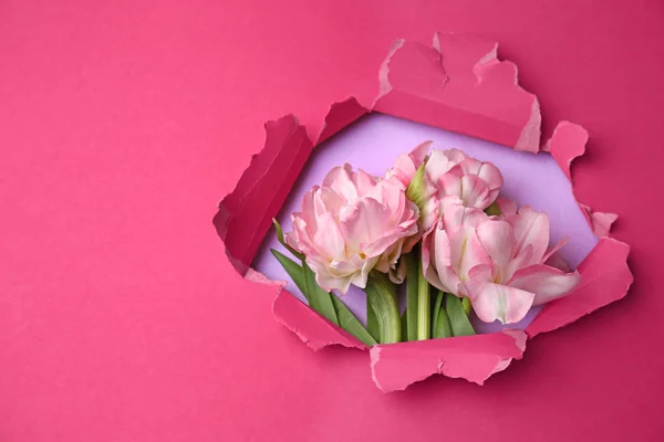 Bouquet of beautiful tulips visible through hole in torn color paper — Stock Photo, Image