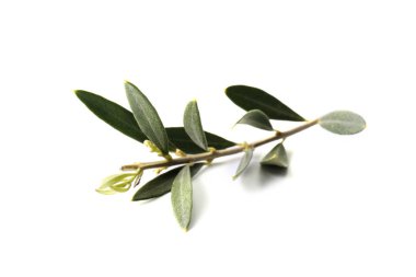 Beyaz arka planda taze zeytin yaprakları