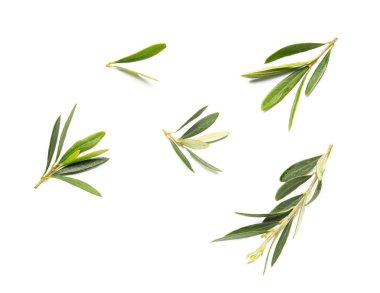 Beyaz arka planda taze zeytin yaprakları