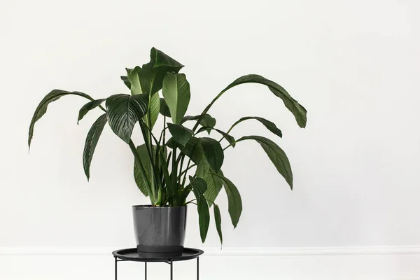 Pot with green plant near white wall — Stock Photo, Image