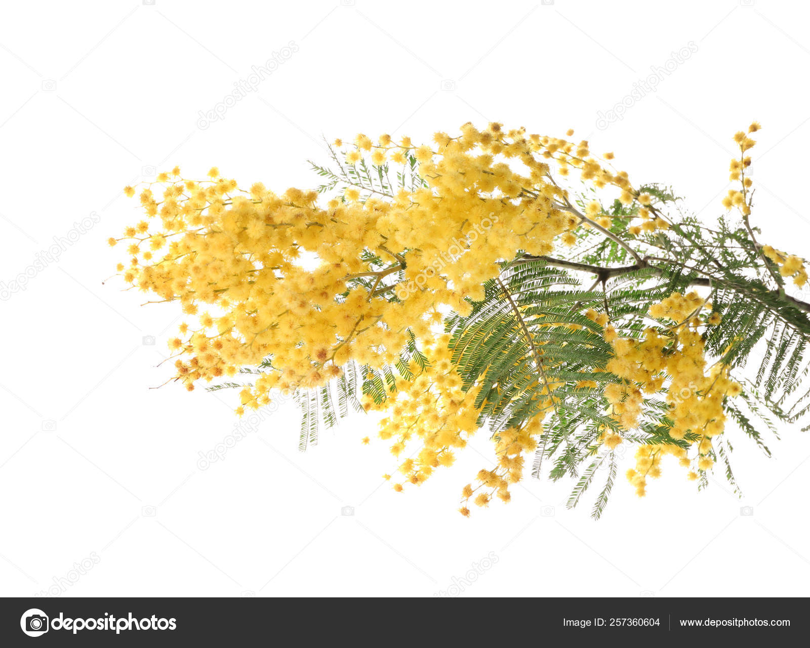 Beautiful Mimosa Flowers On White Background Stock Photo By C Serezniy Beautiful Mimosa Flowers On White Background Stock Photo By C Serezniy
