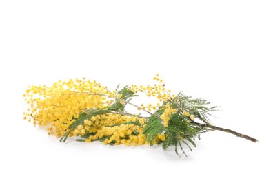 Beyaz arka planda güzel mimoza çiçekleri