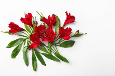 Beyaz arkaplanda güzel çiçekler