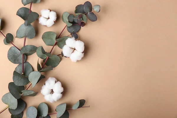 Beautiful cotton flowers with eucalyptus branches on color background — Stock Photo, Image