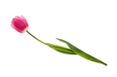 Beyaz arka planda güzel lale çiçeği