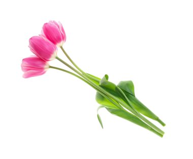 Beyaz arka planda güzel lale çiçekleri