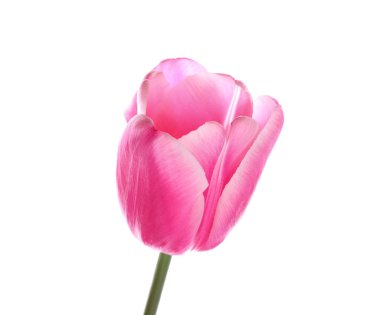 Beyaz arka planda güzel lale çiçeği