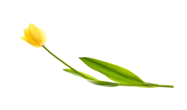 Beautiful tulip flower on white background — Stock Photo, Image