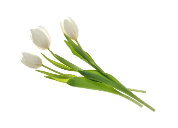 Lindas flores de tulipa no fundo branco — Fotografia de Stock