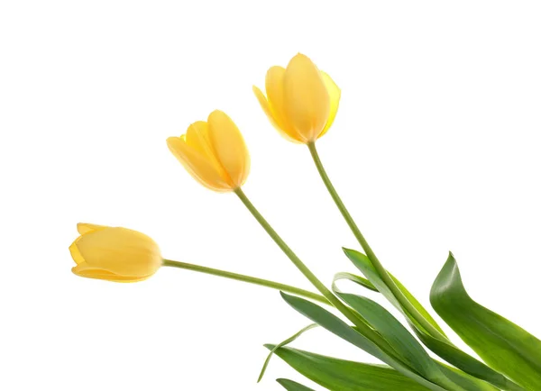 Krásné tulipány květiny na bílém pozadí — Stock fotografie
