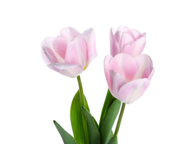 Beautiful tulip flowers on white background — Stock Photo, Image