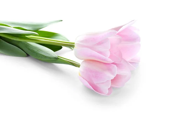 Beautiful tulip flowers on white background — Stock Photo, Image