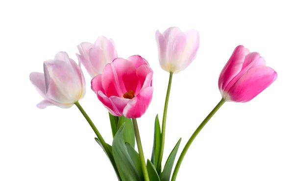 Piękne kwiaty tulipan na białym tle — Zdjęcie stockowe