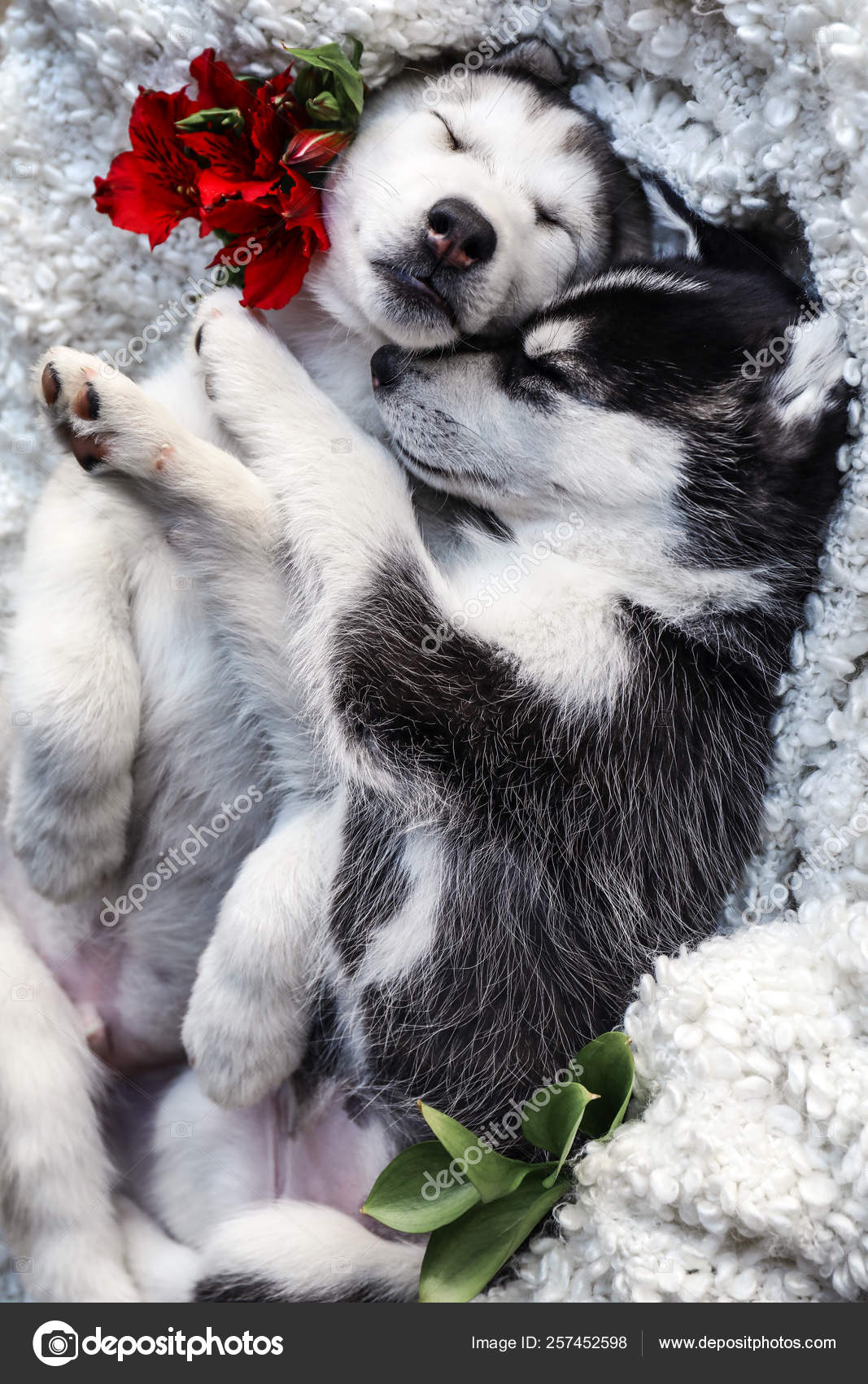 cute husky