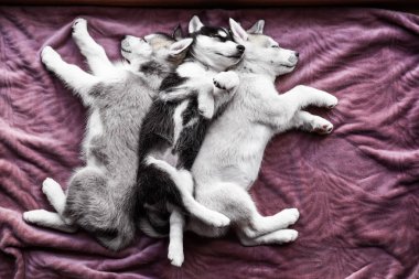 Evde uyuyan sevimli Husky yavru