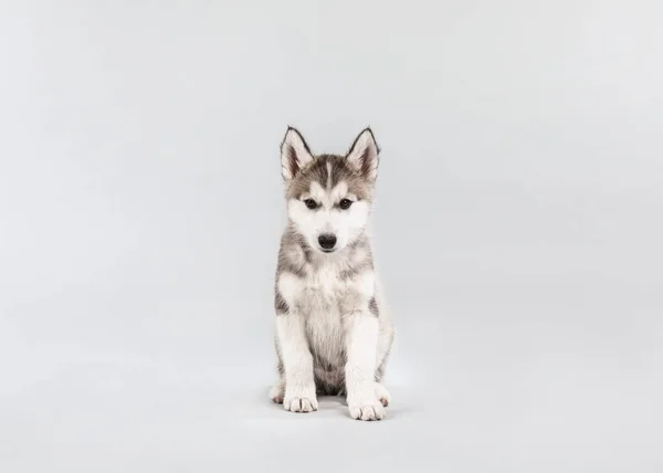 Hafif arka planda sevimli Husky köpek yavrusu — Stok fotoğraf