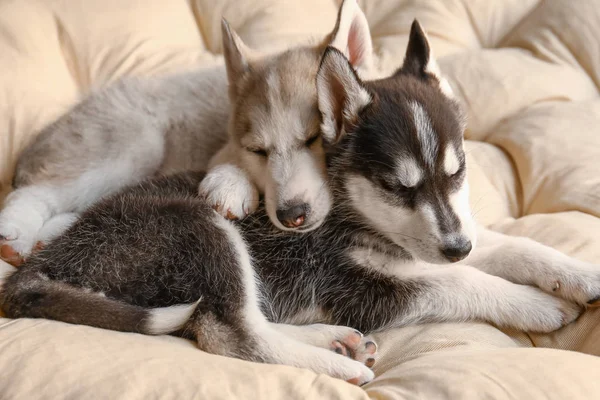 Bonitos cachorros Husky dormindo em casa — Fotografia de Stock