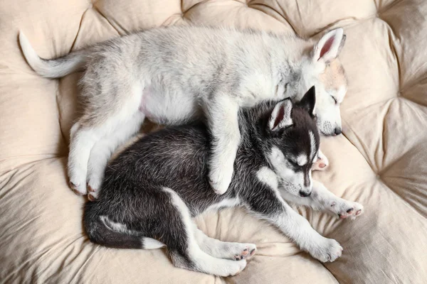 Bonitos cachorros Husky dormindo em casa — Fotografia de Stock