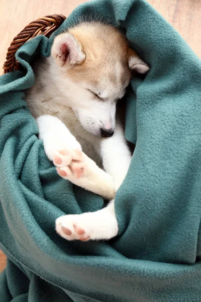 Chiot Husky mignon dormant à la maison — Photo