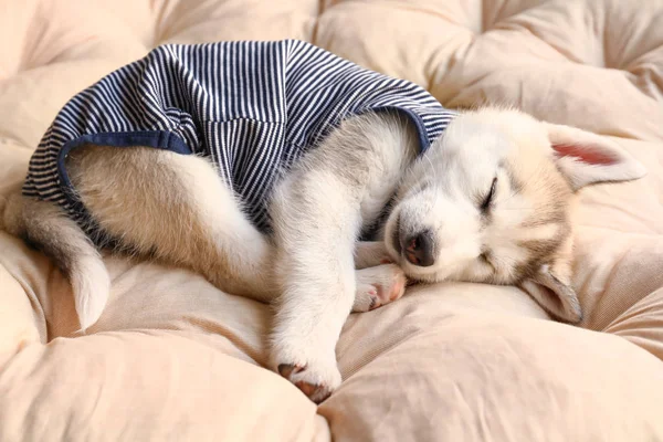 Lindo husky cachorro en bodysuit durmiendo en casa — Foto de Stock